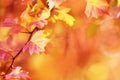 Autumn leaves on the sun. Fall blurred background. Royalty Free Stock Photo