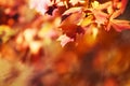 Autumn leaves on the sun. Fall blurred background. Royalty Free Stock Photo