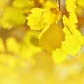 Autumn leaves on the sun. Fall blurred background. Royalty Free Stock Photo