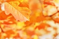 Autumn leaves on the sun. Fall blurred background. Royalty Free Stock Photo