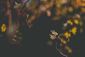 Autumn leaves on the sun. Fall blurred background Royalty Free Stock Photo