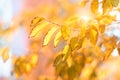 Autumn leaves on the sun. Fall blurred bokeh background. Sunny day. Beautiful art image. Soft selective focus Royalty Free Stock Photo