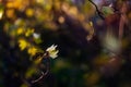 Autumn leaves on sun. Fall dark blurred background Royalty Free Stock Photo