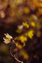 Autumn leaves on sun. Fall dark blurred background Royalty Free Stock Photo