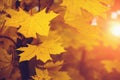 Autumn leaves in sun light. Fall blurred background, selective focus, yellow season concept Royalty Free Stock Photo