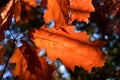 Autumn leaves in the sun autumn time Royalty Free Stock Photo