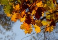 Autumn leaves in the sun autumn time Royalty Free Stock Photo