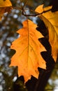 Autumn leaves in the sun autumn time Royalty Free Stock Photo