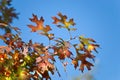 Autumn Leaves in the Sunlight