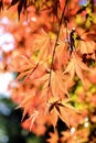 Autumn leaves in sunlight Royalty Free Stock Photo