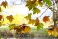 Autumn Leaves Sunny Fall Landscape Colorful Foliage Background Royalty Free Stock Photo