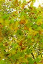 Autumn Leaves Sunny Fall Landscape Colorful Foliage Background Royalty Free Stock Photo