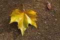 Autumn Leaves Sunny Fall Landscape Colorful Foliage Background Royalty Free Stock Photo