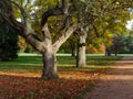 Autumn Leaves Sunny Fall Landscape Colorful Foliage Background Royalty Free Stock Photo