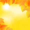 Autumn leaves on a sunny sky background
