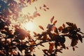 Autumn Leaves at Sunrise, England