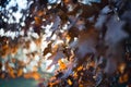 Autumn leaves, sunset Royalty Free Stock Photo