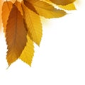 Autumn leaves of sweet chestnut tree Royalty Free Stock Photo