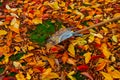 Autumn leaves are swept together with a fan broom