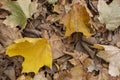 Autumn leaves Table background and autumn time. Free space for your product Royalty Free Stock Photo