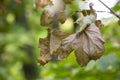 Autumn leaves Table background and autumn time. Free space for your product Royalty Free Stock Photo