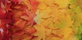 Autumn leaves texture Royalty Free Stock Photo