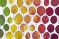 Autumn leaves texture. Multicolored bright leaves isolated on white background