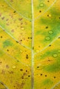 Autumn leaves texture and water drop Royalty Free Stock Photo