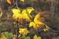 Autumn leaves on a thorned branch