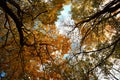 Autumn leaves on the tops of the trees against the blue sky Royalty Free Stock Photo