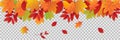 Autumn leaves on transparent background. Fall illustration with colorful leaf banner. Collection of red and orange leaves. Falling Royalty Free Stock Photo