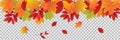 Autumn leaves on transparent background. Fall illustration with colorful leaf banner. Collection of red and orange leaves. Falling