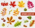 Autumn Leaves Transparent Set Royalty Free Stock Photo