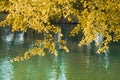 Autumn leaves on tree above green water.