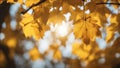 autumn leaves on the tree abstract nature autumn background with yellow leaves Royalty Free Stock Photo