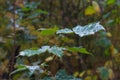 Autumn leaves on a tree