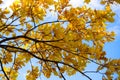 Autumn leaves of a tree on a background of blue sky. Yellow oak foliage Royalty Free Stock Photo