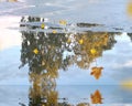Autumn leaves and  tree blue sky reflection on puddle water on asphalt  season background Royalty Free Stock Photo