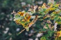 Autumn leaves on tree branch in sunny woods. Beautiful yellow green oak leaves on branches in fall. Autumn forest. Tranquil moment Royalty Free Stock Photo