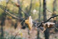 Autumn leaves on tree branch in woods. Beautiful yellow leaves on branches in fall. Autumn forest. Tranquil moment. Copy space Royalty Free Stock Photo