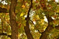 Autumn Leaves on Tree: Closeup of oak tree leaves in various fall colors of green  yellow  orange  red and brown Royalty Free Stock Photo