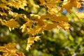 Autumn leaves on tree Royalty Free Stock Photo