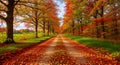 Autumnal Tree-Lined Pathway with Vibrant Fall Foliage Royalty Free Stock Photo