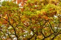 Autumn Leaves on a Tree: A scenic landscape view of fall colored leaves on a large oak tree showing a variety of colors Royalty Free Stock Photo