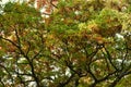 Autumn Leaves on a Tree: A scenic landscape view of fall colored leaves on a large oak tree showing a variety of autumn colors Royalty Free Stock Photo