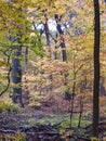 Autumn Leaves on a Tree: A scenic landscape view of fall colored leaves on a large tree showing a variety of autumn colors Royalty Free Stock Photo