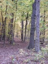 Autumn Leaves on a Tree: A scenic landscape view of fall colored leaves on a large tree showing a variety of autumn colors Royalty Free Stock Photo