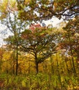 Autumn Leaves on a Tree: A scenic landscape view of fall colored leaves on a large tree showing a variety of autumn colors Royalty Free Stock Photo