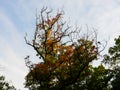 Autumn Leaves on a Tree: A scenic landscape view of fall colored leaves on a large tree showing a variety of autumn colors Royalty Free Stock Photo