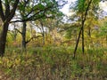 Autumn Leaves on a Tree: A scenic landscape view of fall colored leaves on a large tree showing a variety of autumn colors Royalty Free Stock Photo